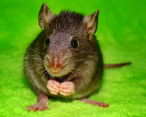 Szczur ruszający noskiem